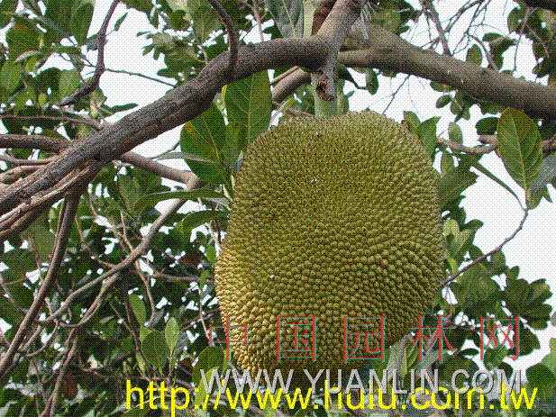 波羅蜜 波羅蜜、苞蘿、木菠蘿、樹菠蘿、大樹菠蘿、蜜冬瓜、牛肚子果